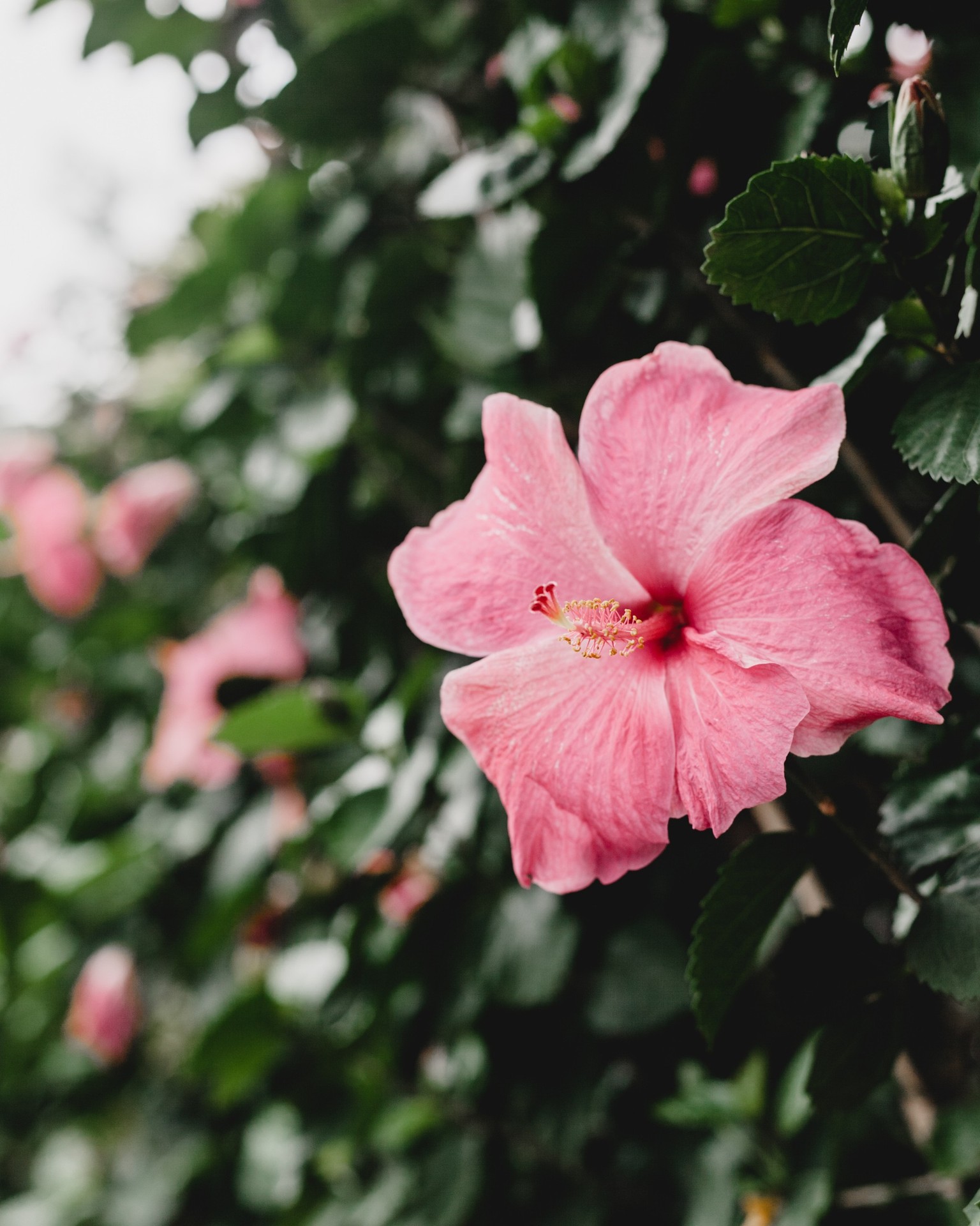 #Lovely Pinky Hibiscus