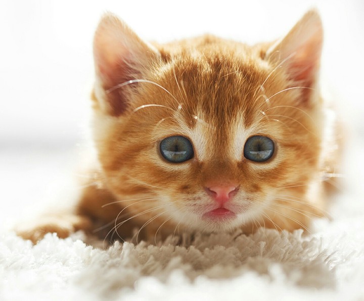 КОТИК