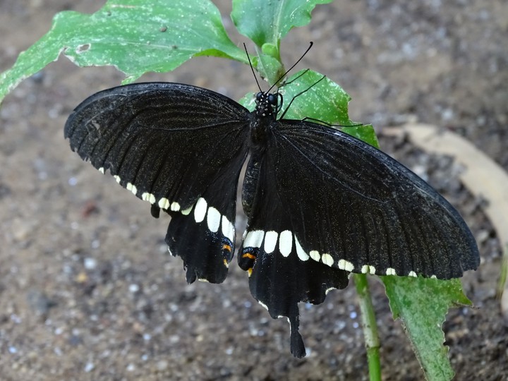 butterfly