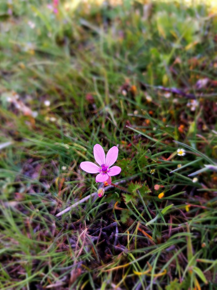 alone pinky