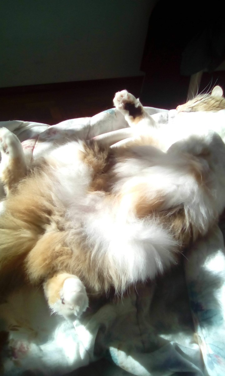 Gatinhas quentes