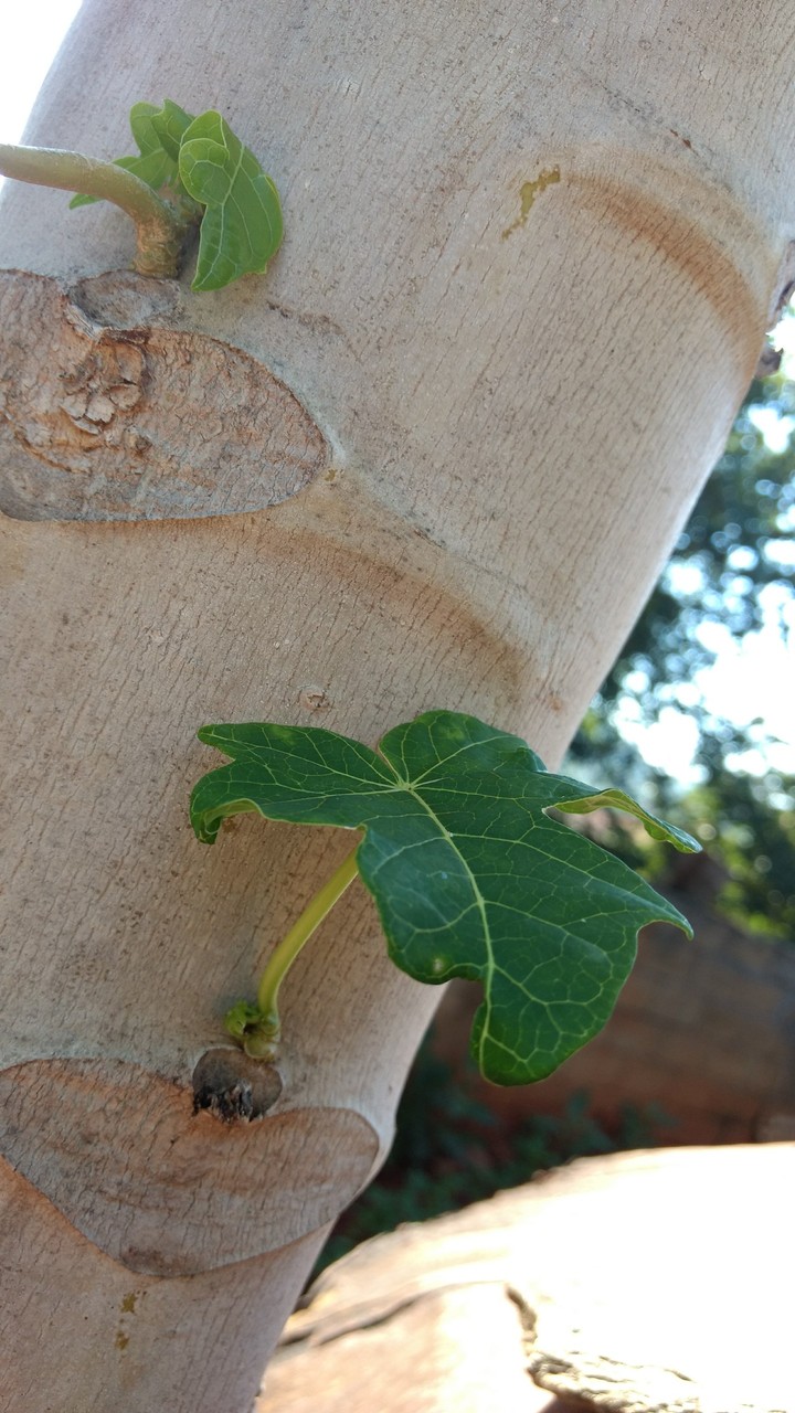 leaf