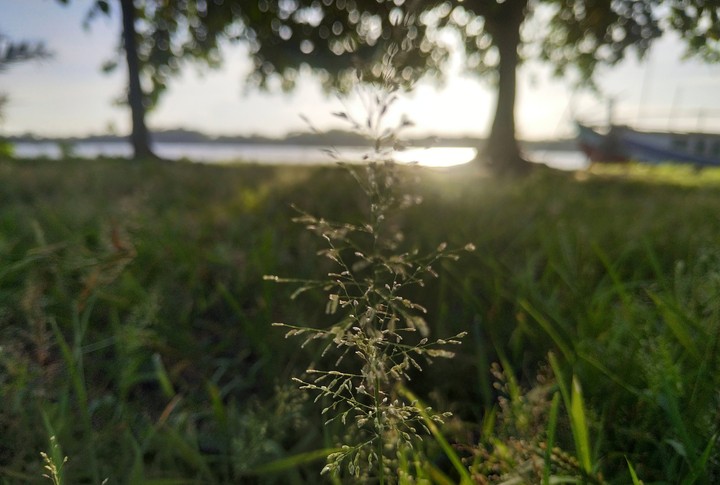 nature of grasses