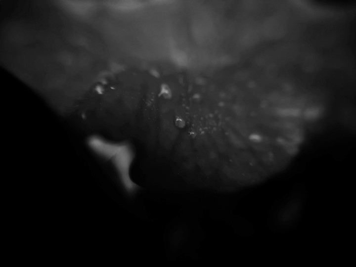 dewdrop