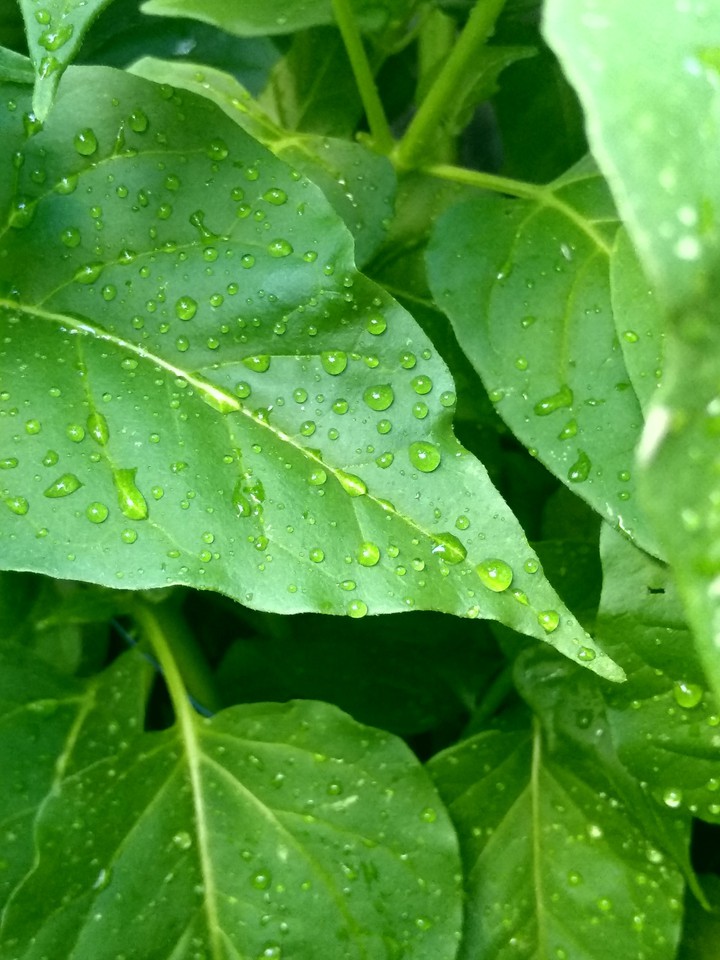 green life