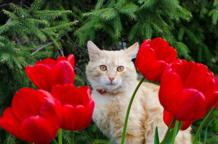 Red and tulips