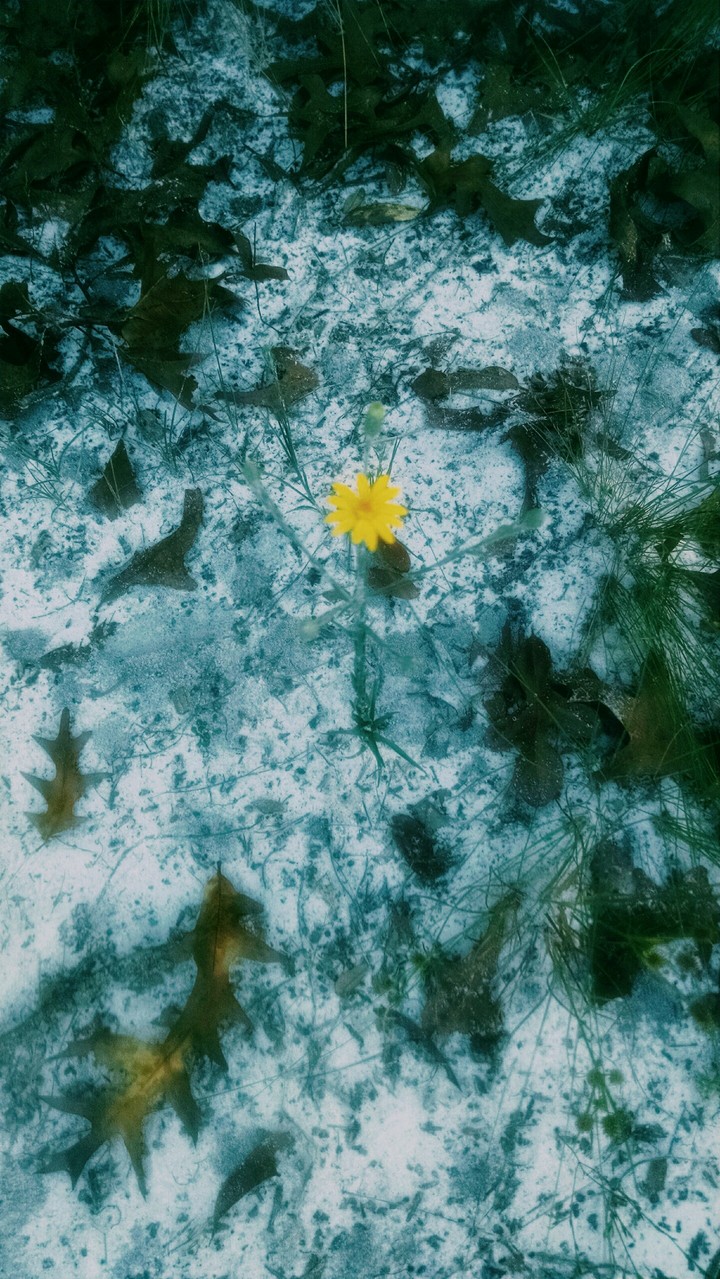 Little yellow flower