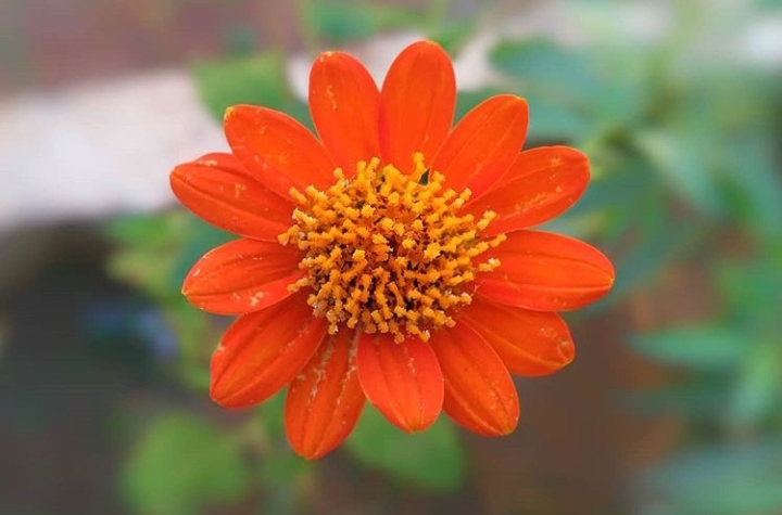 Bright Orange Flower ♡
