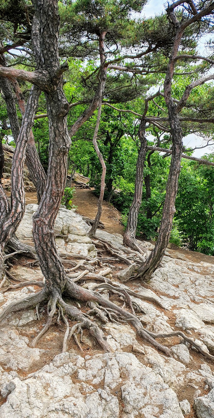 life force(생명력)