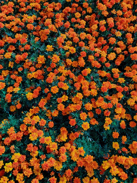 marigold