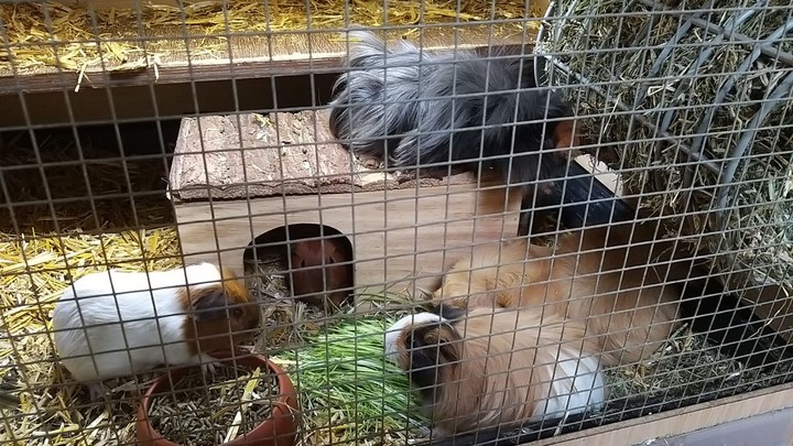 Pets