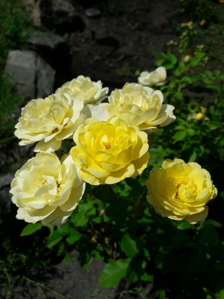rose