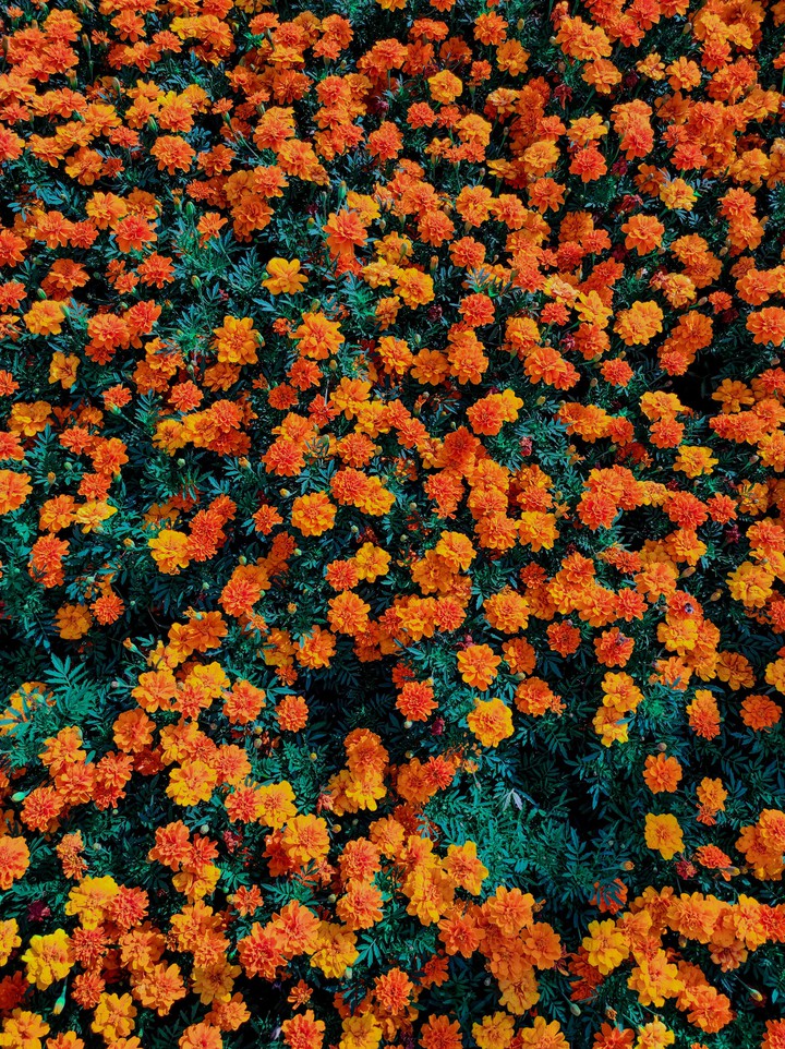 marigold