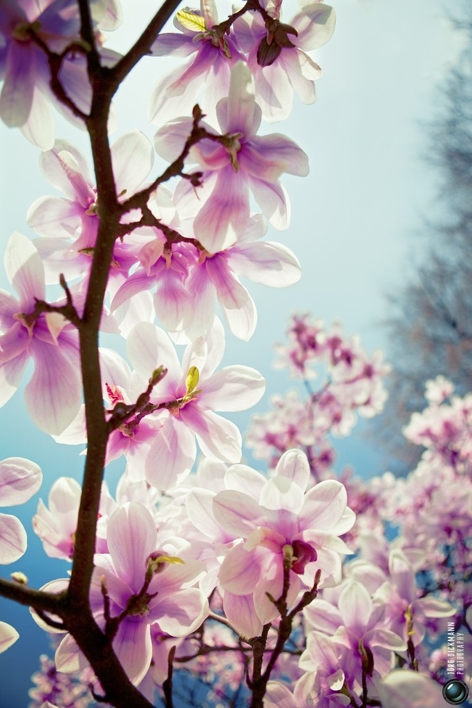 magnolia