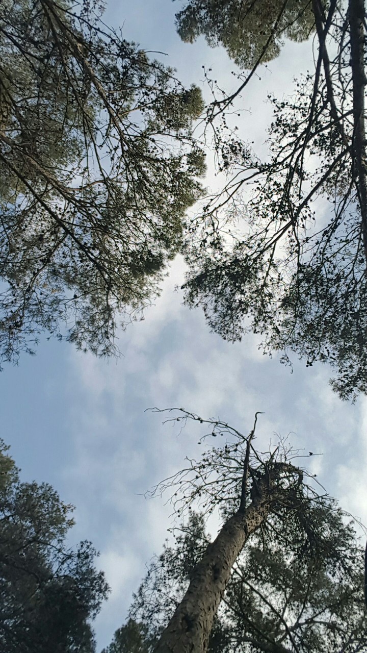 Forest & sky