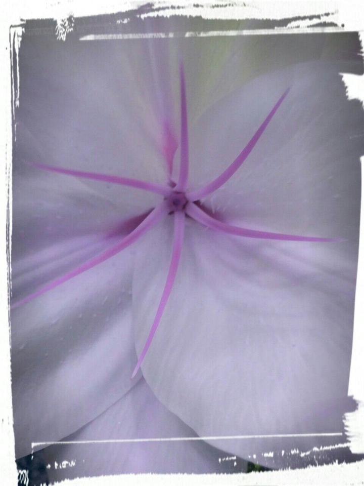 Lilly