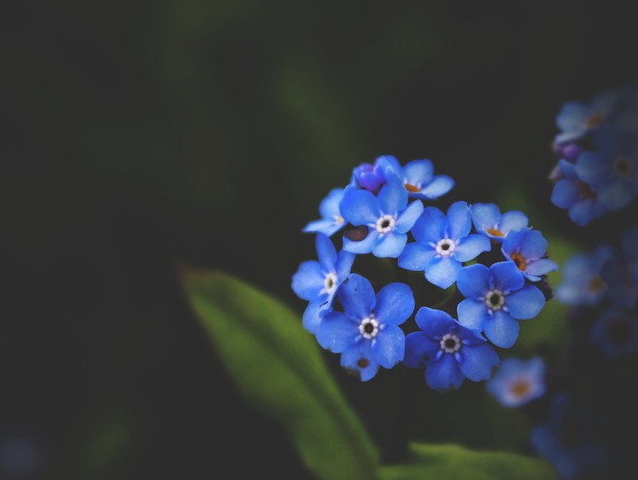 forget me not