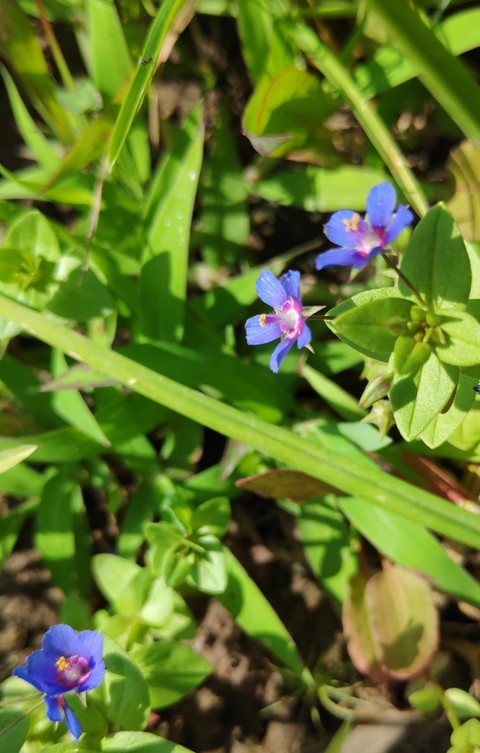 little flowers