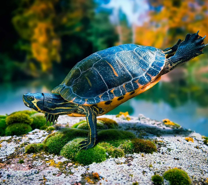turtle......