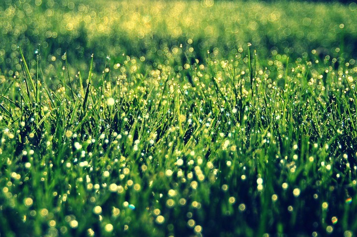 The smell of wet grass