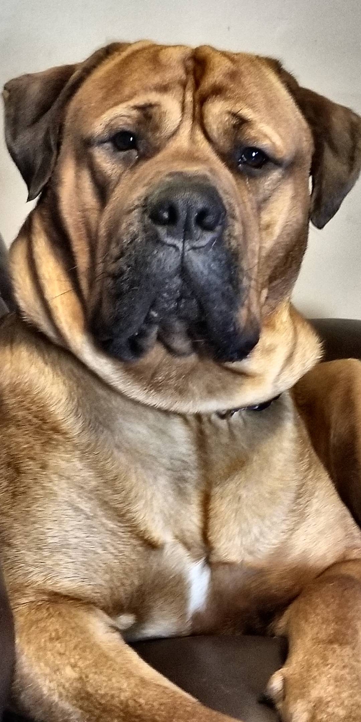 dog
