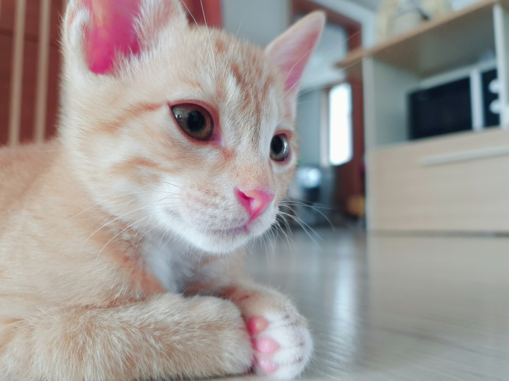 치즈냥