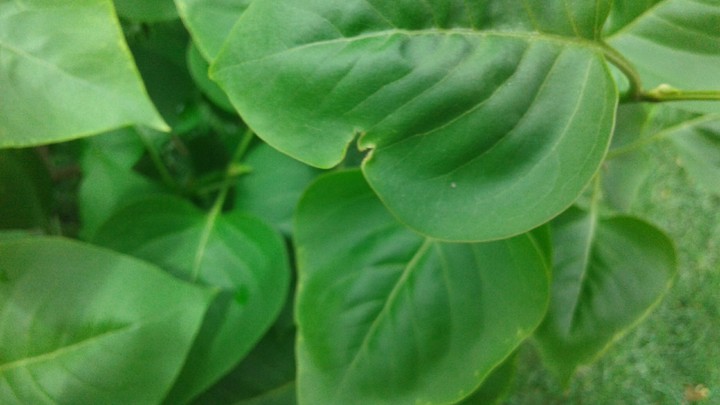 Leafs