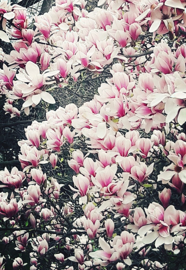Magnolia 5