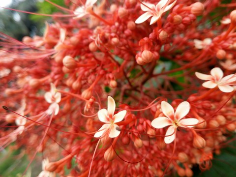 little flower in my heart