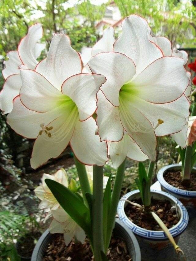 flor