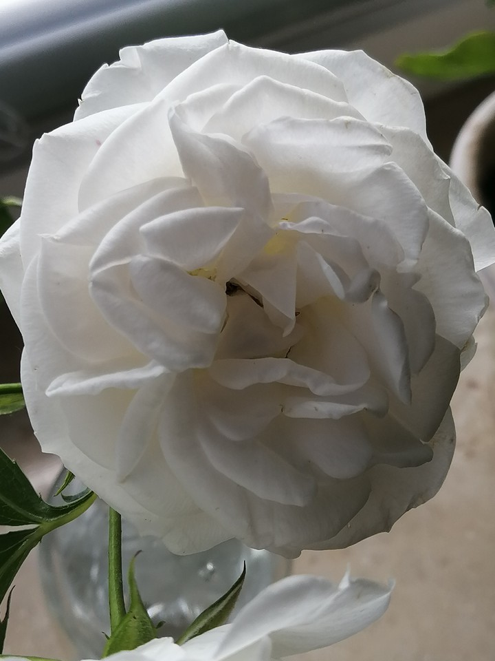 Blume