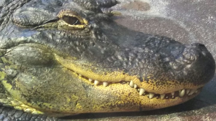 Alligator, Cape May Zoo