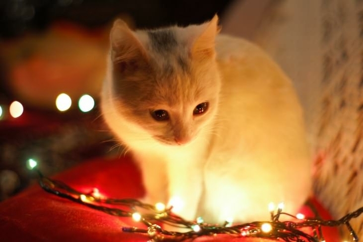 cute