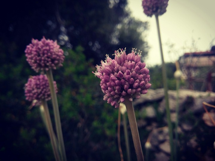 Flower