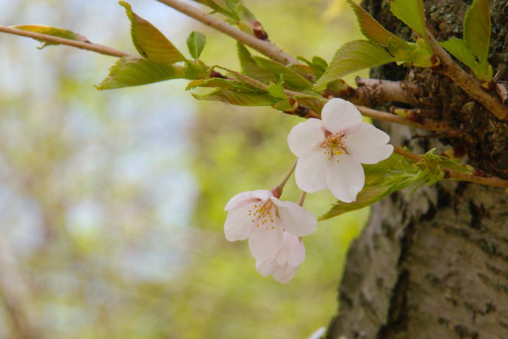 Cherry flower