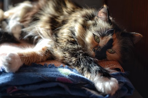 cat
