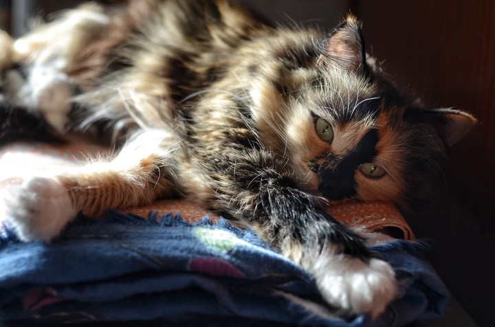 cat