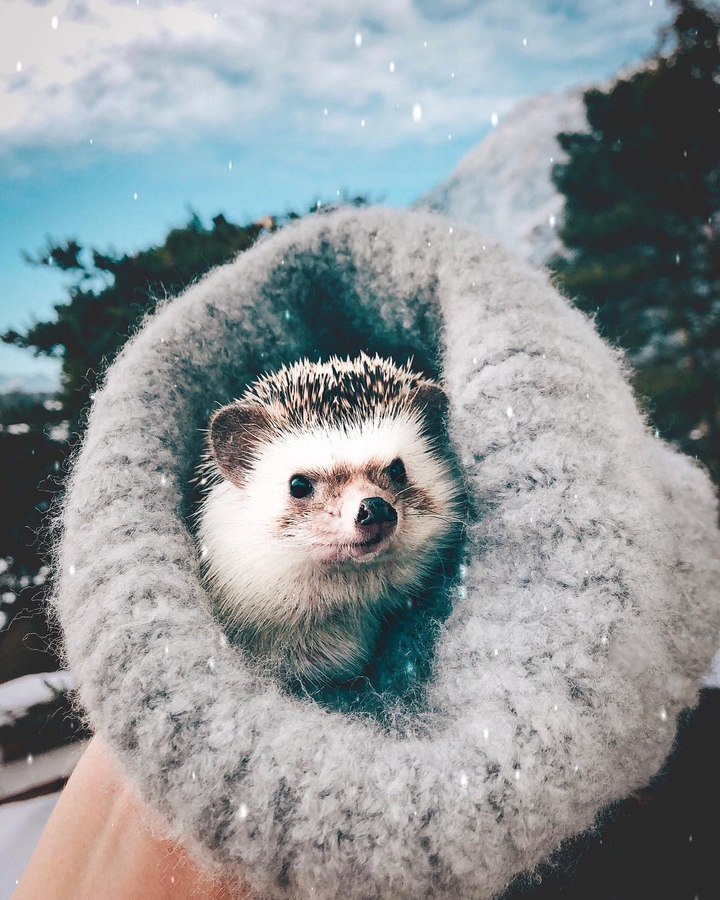 animal ... cute ...