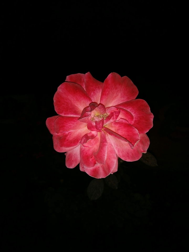 OnePlus 3t Flower