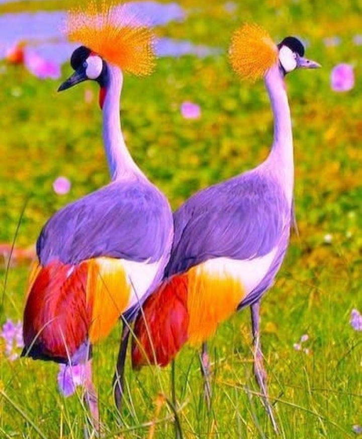 Birds