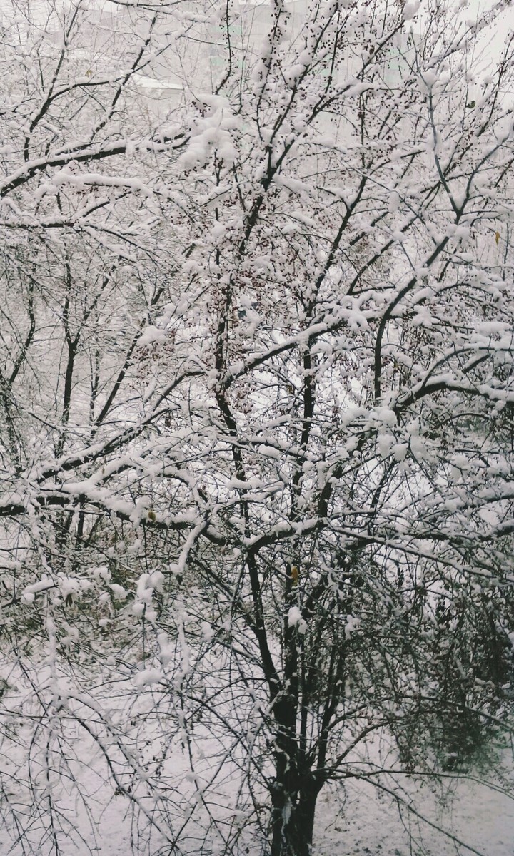 зима, снежочек, красота