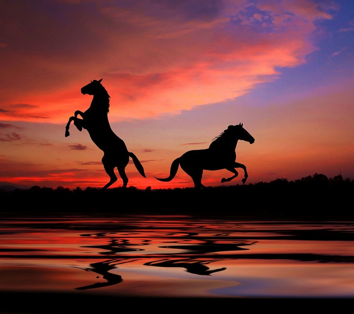 Horses in sunset