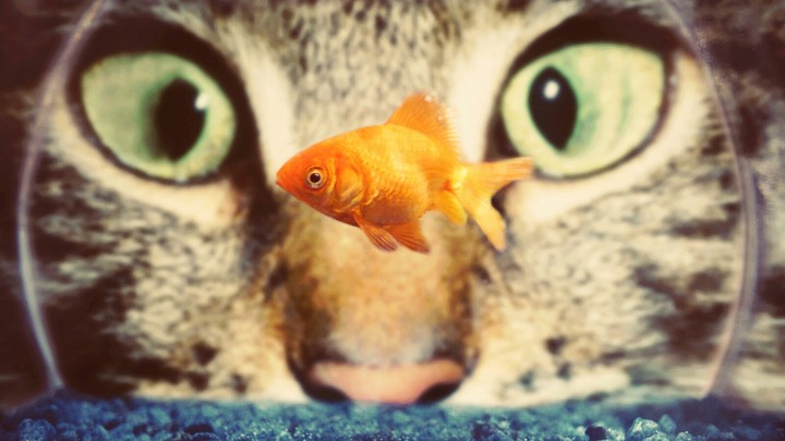 Miau