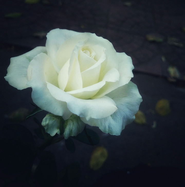 rose