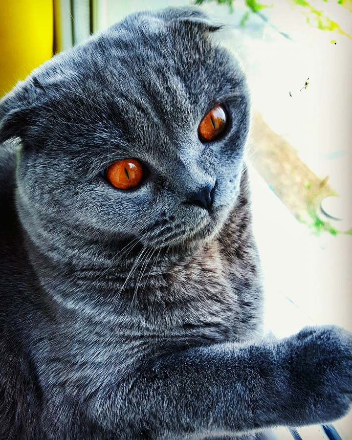Scottish Fold