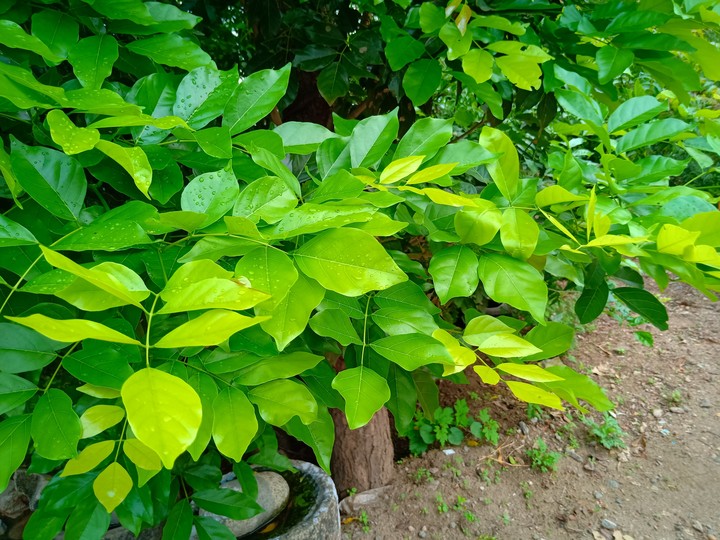 Leaf