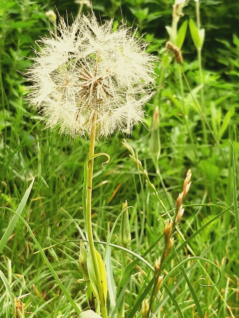 Green, Grasses, Close-up