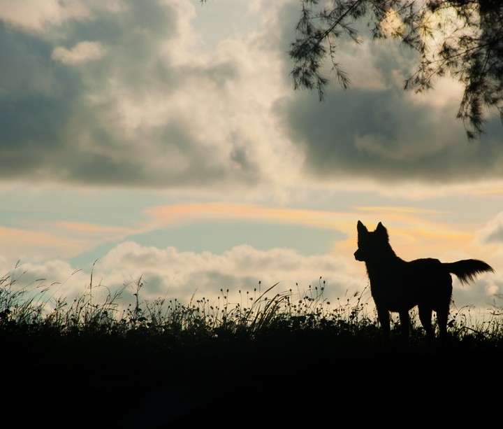wolf.  