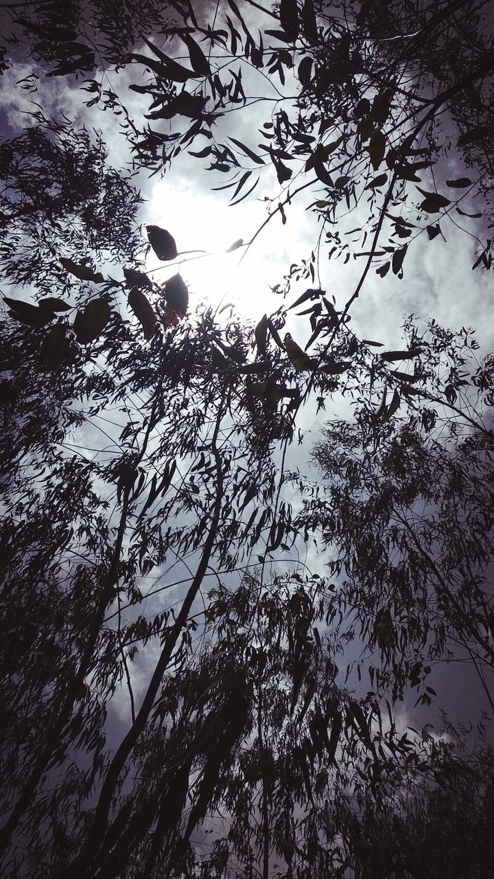 leaves on sky