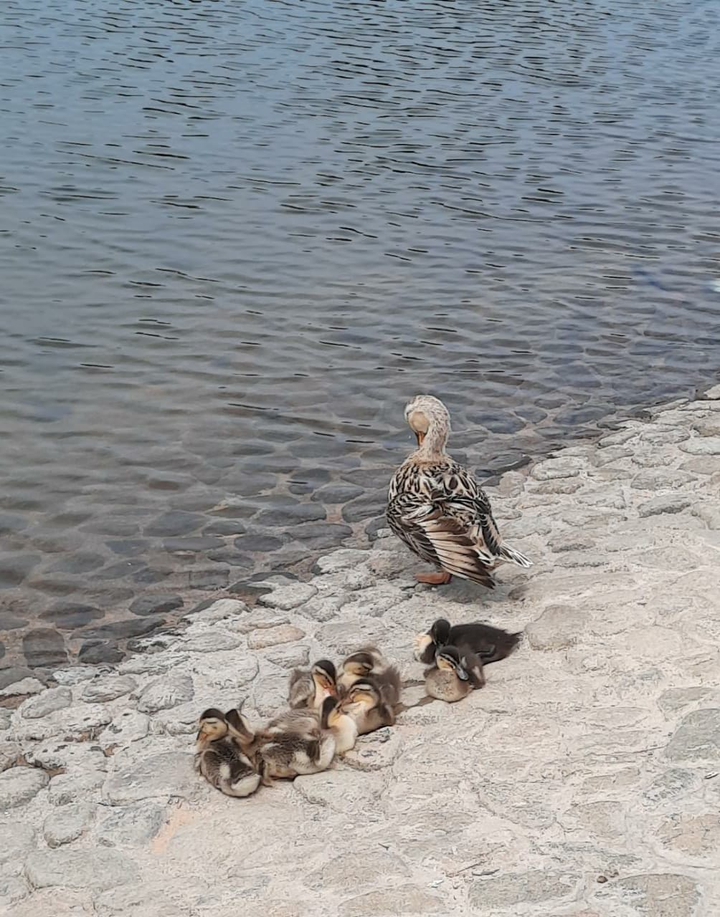 duck